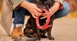 Wearables para perros